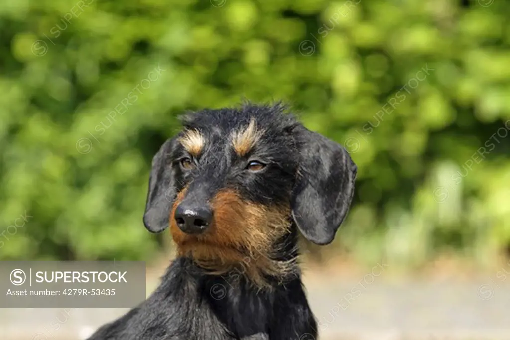 wire-haired dachshund - portrait