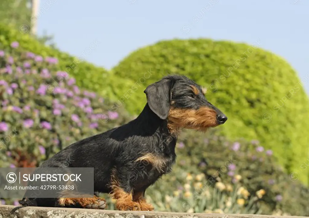 wire-haired dachshund - sitting on wall