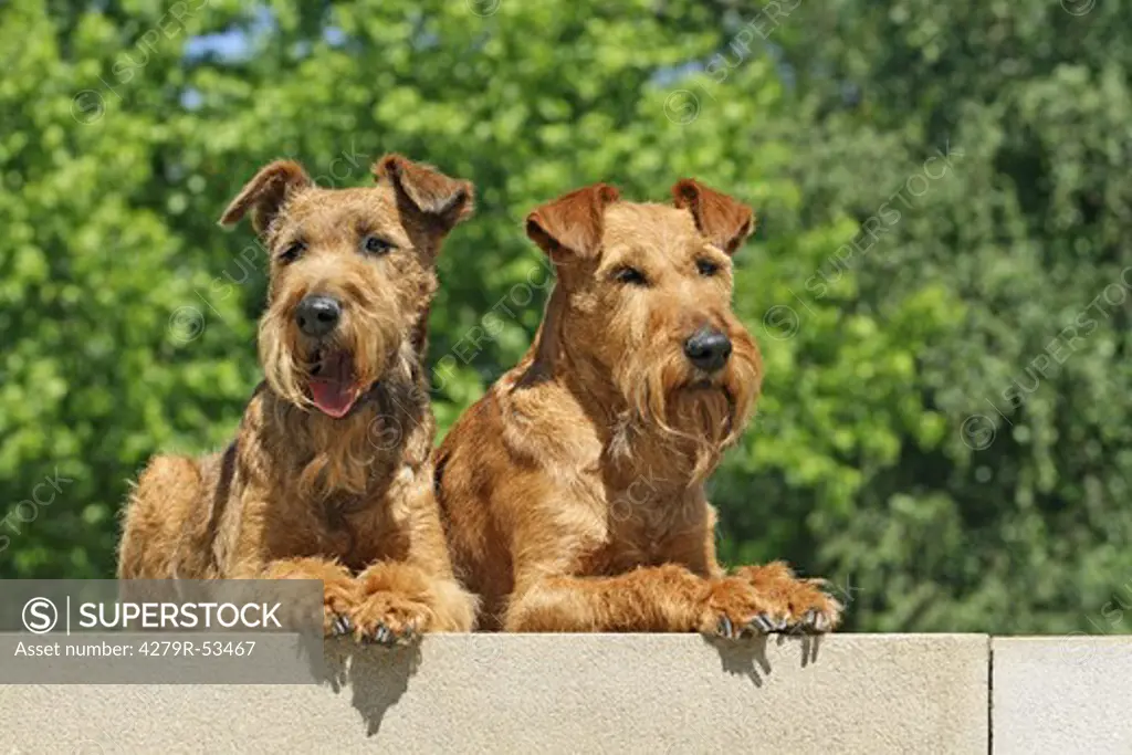 two Irish Terrier - lying
