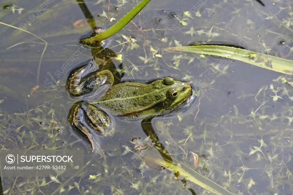edible frog in water , Rana esculenta