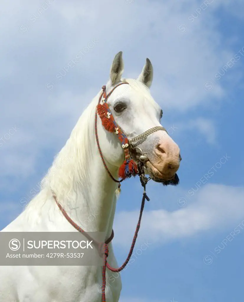 Asil Arabian horse - portrait