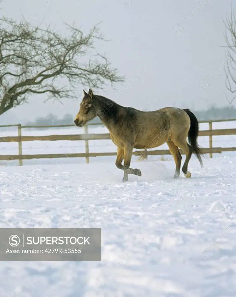 half-blood horse - walking in snow