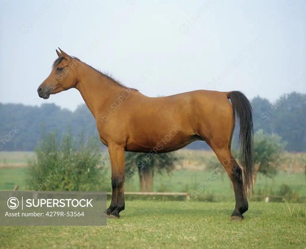 Arabian horse - standing on meadow