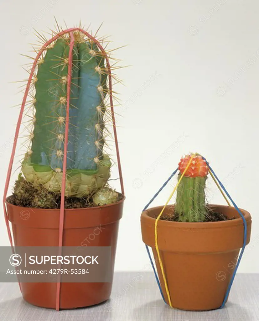 two cacti