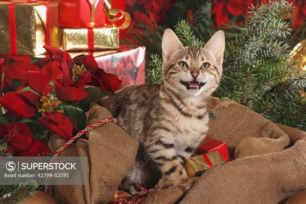 Bengal kitten - sitting in front of christmas presents