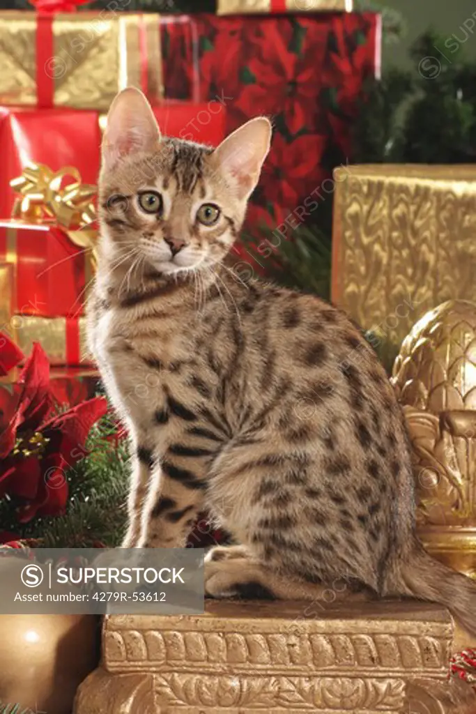 Bengal kitten - sitting in front of christmas presents