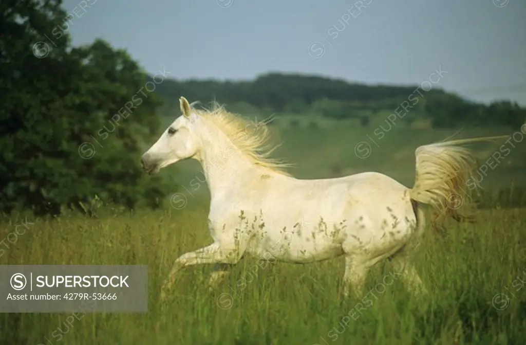 Shagya Arabian horse on meadow