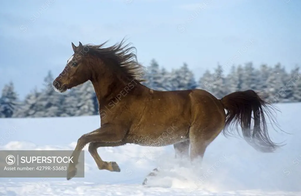 Arabian horse - galloping in snow