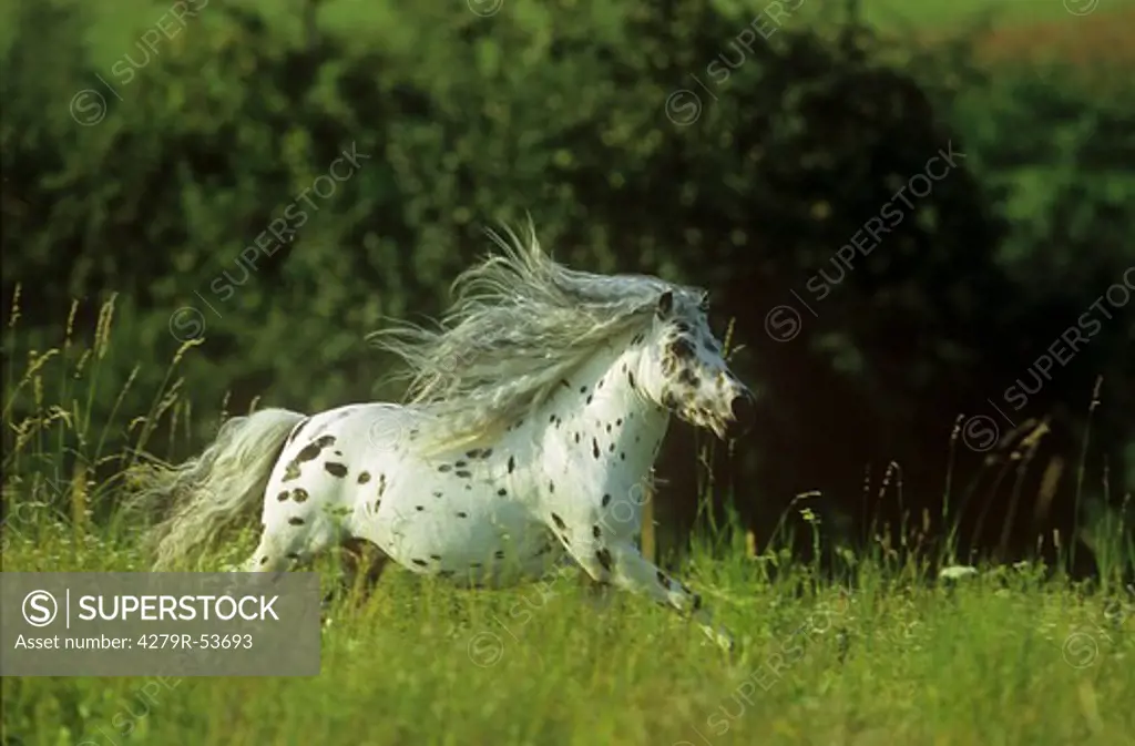 partbred Shetland pony on meadow