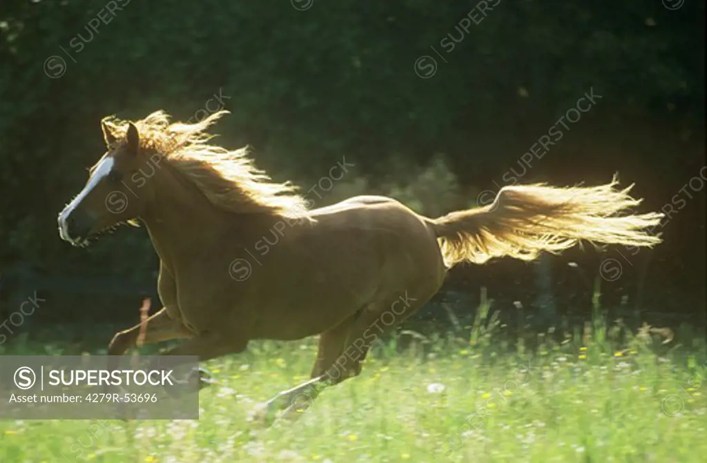 Shagya Arabian horse - galloping on meadow