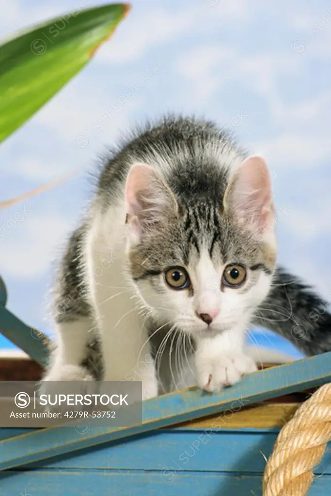 Sacred cat of Burma - kitten standing on boat