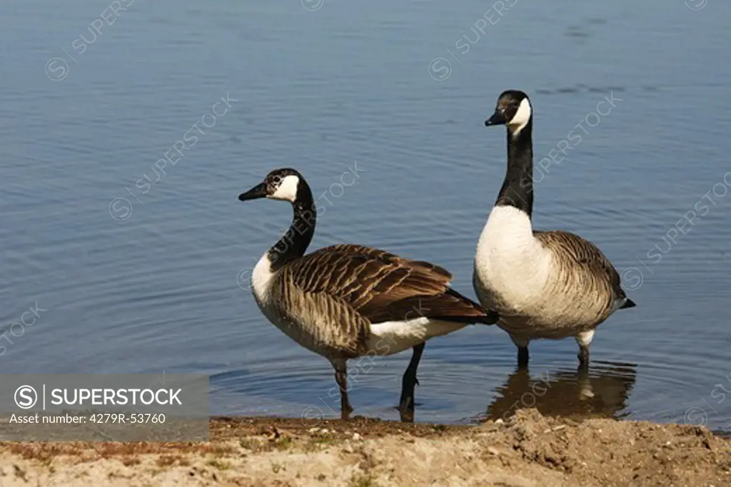 two Canada gooses - standing at the shore , Branta canadensis