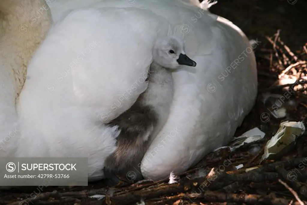 mute swan with fledgling , Cygnus olor