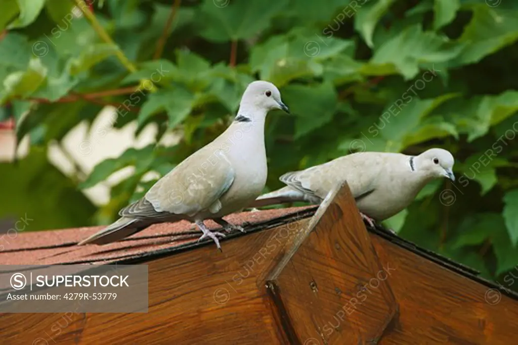 two Eurasian Collared doves on roof , Streptopelia decaocto