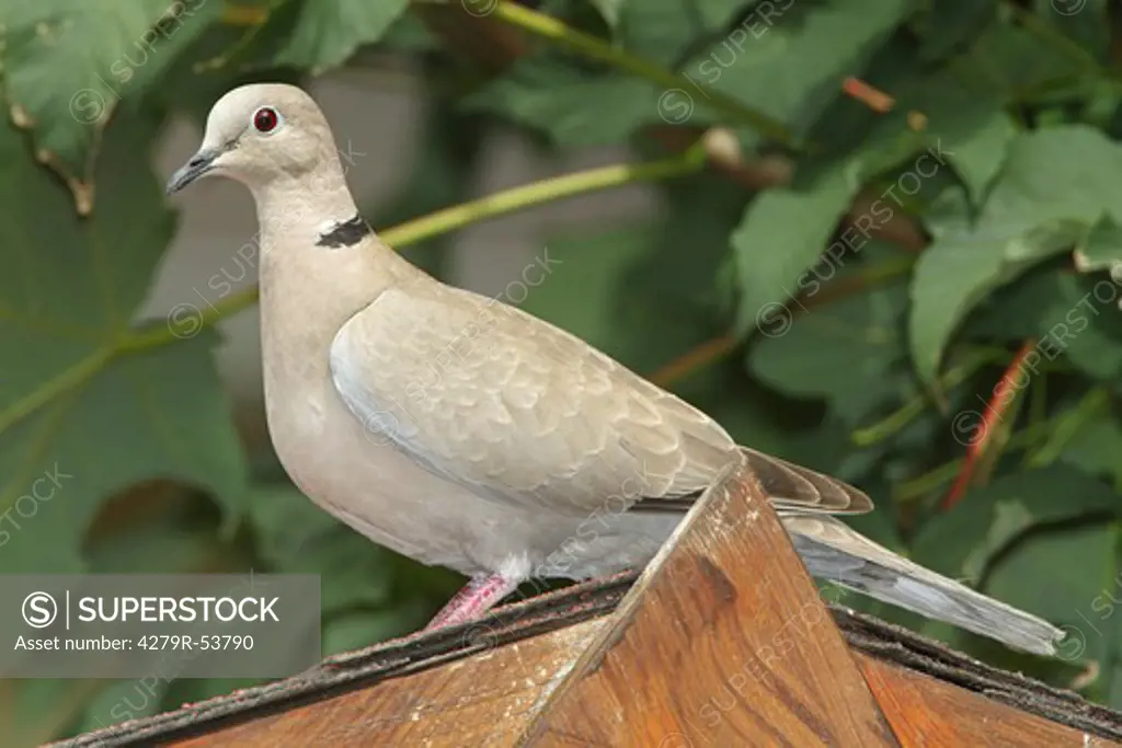 Eurasian Collared dove on roof , Streptopelia decaocto