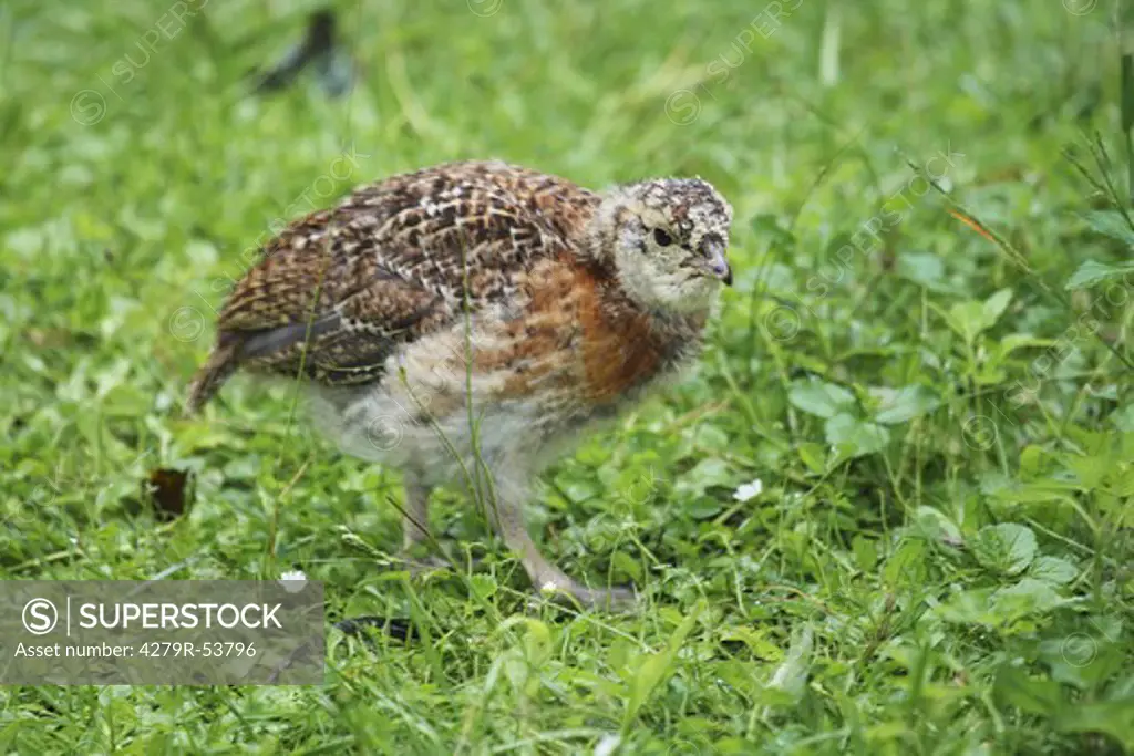young wood grouse - walking on meadow , Tetrao urogallus