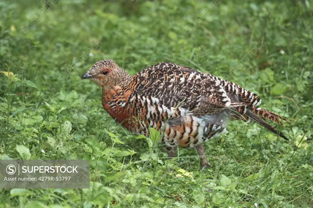 wood grouse - hen standing in the meadow , Tetrao urogallus