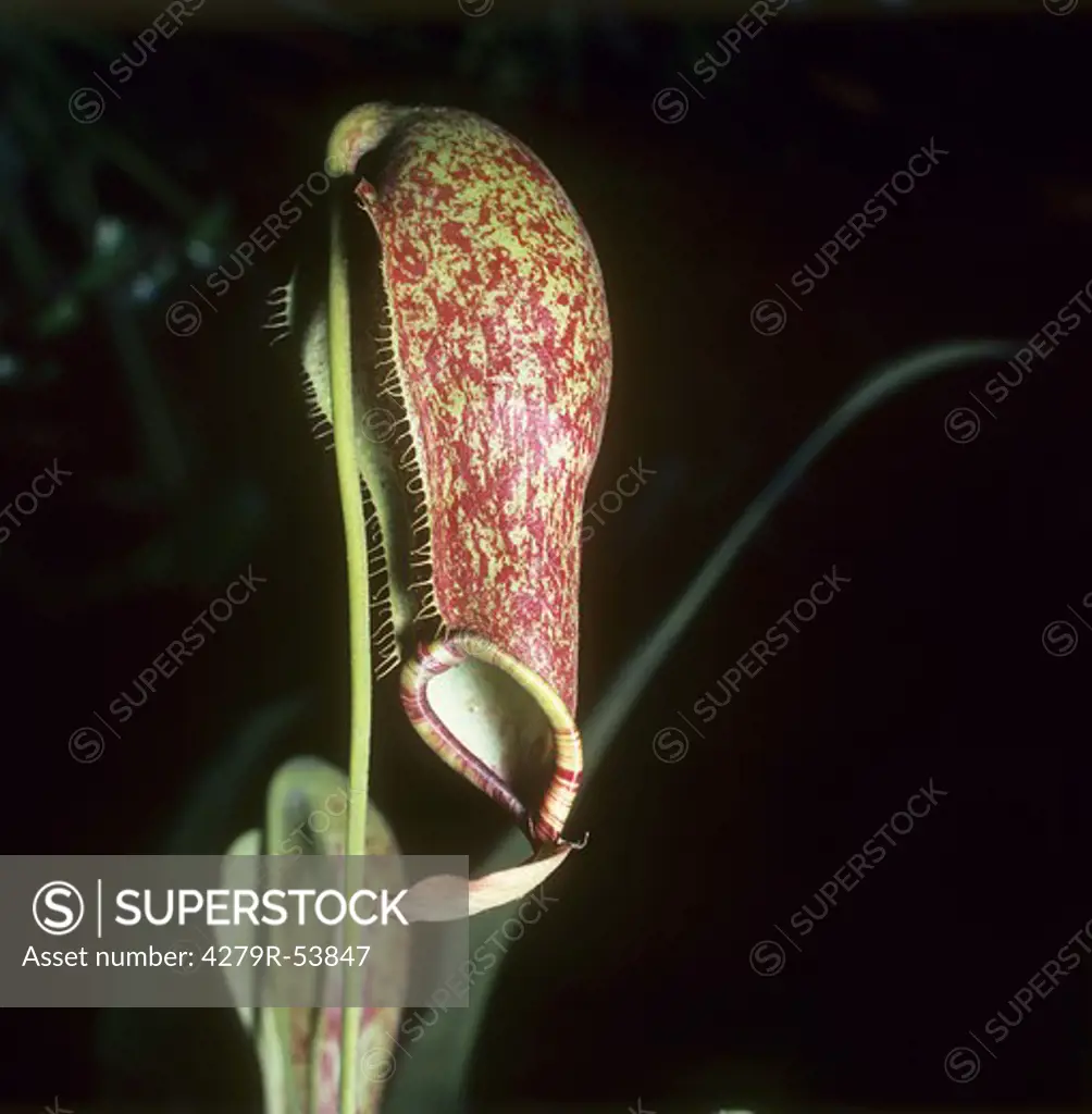 Nepenthes coccinea , Nepenthes coccinea