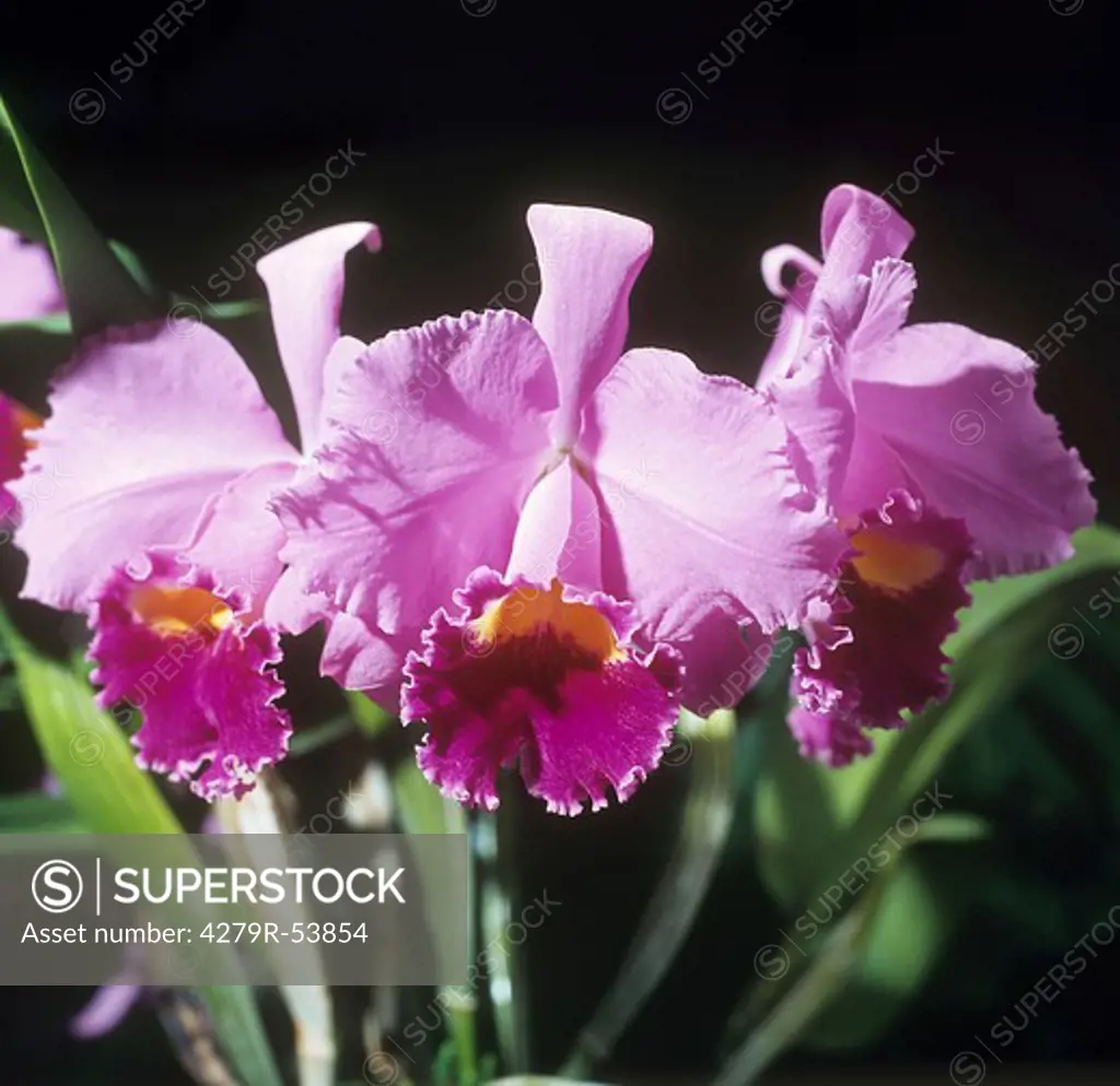orchid (Laeliocattleya) - blossoms