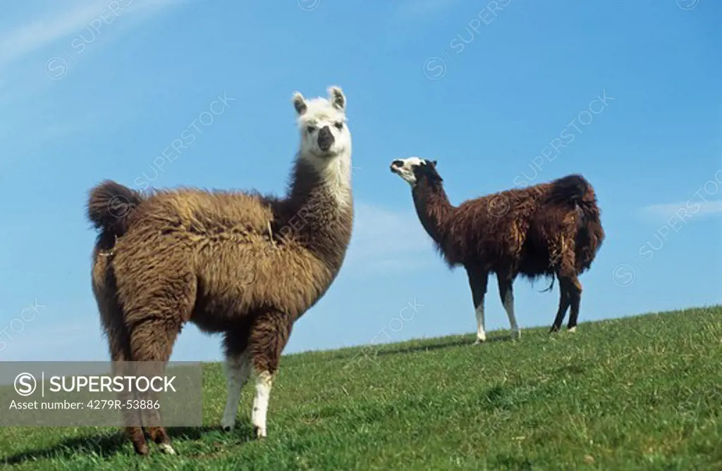 two llamas - standing on meadow