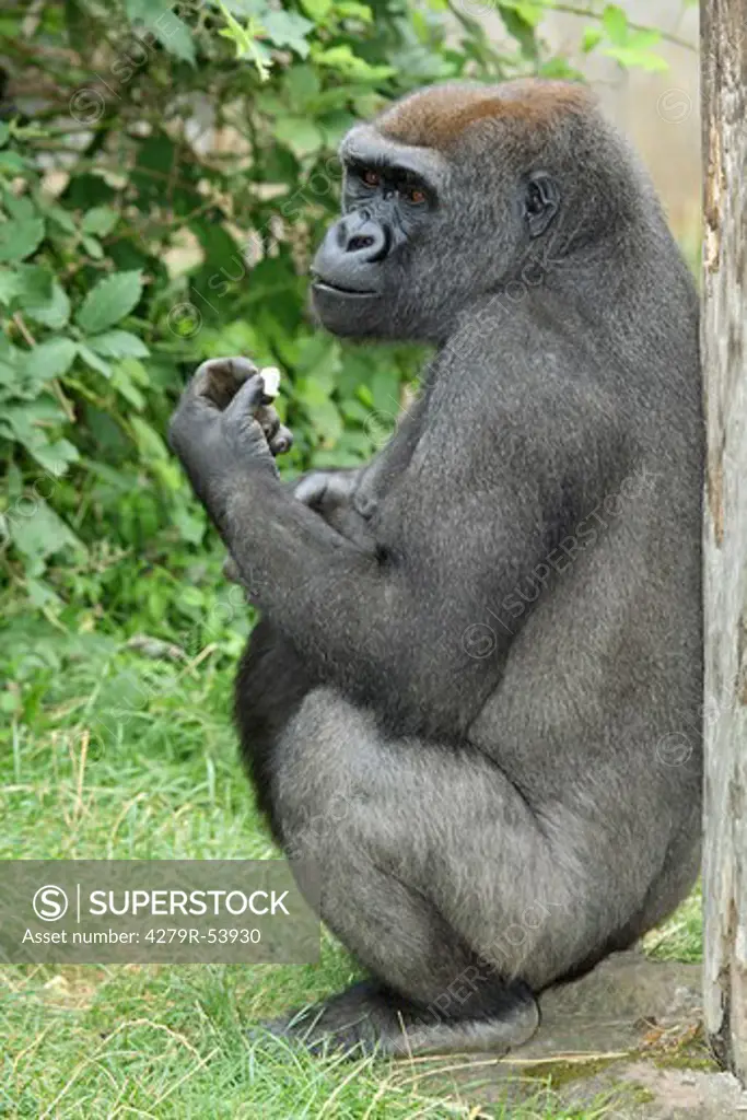 western lowland gorilla - sitting , Gorilla gorilla gorilla