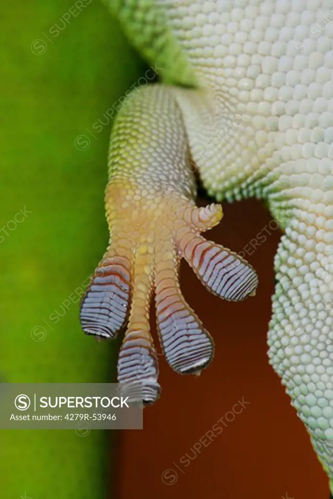 Madagascar giant day gecko - foot , Phelsuma madagascariensis