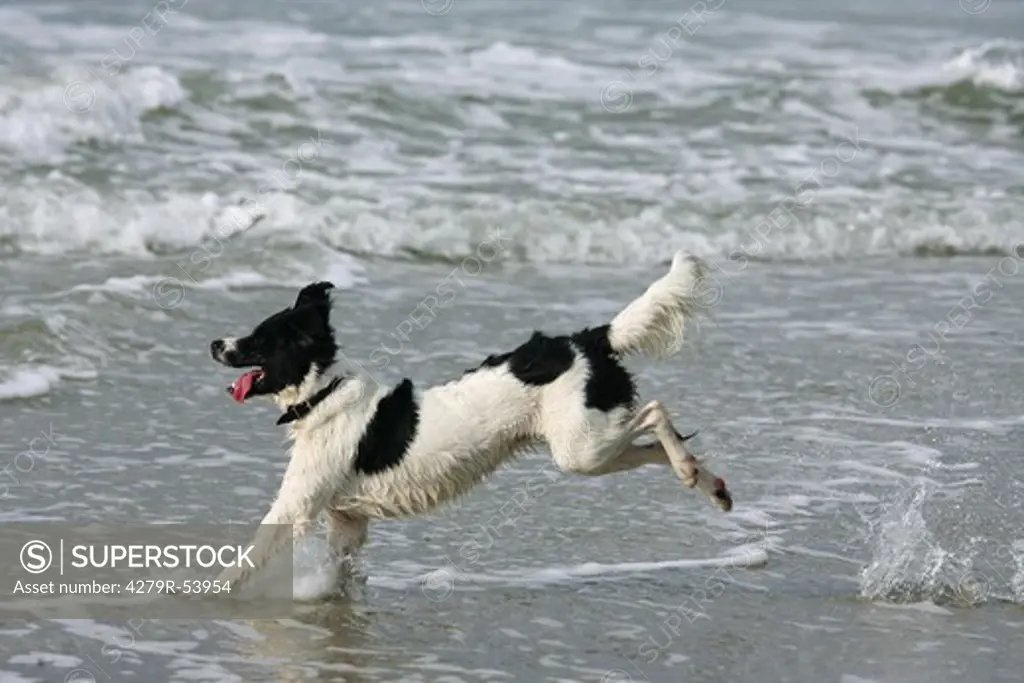 half breed dog - running in the sea