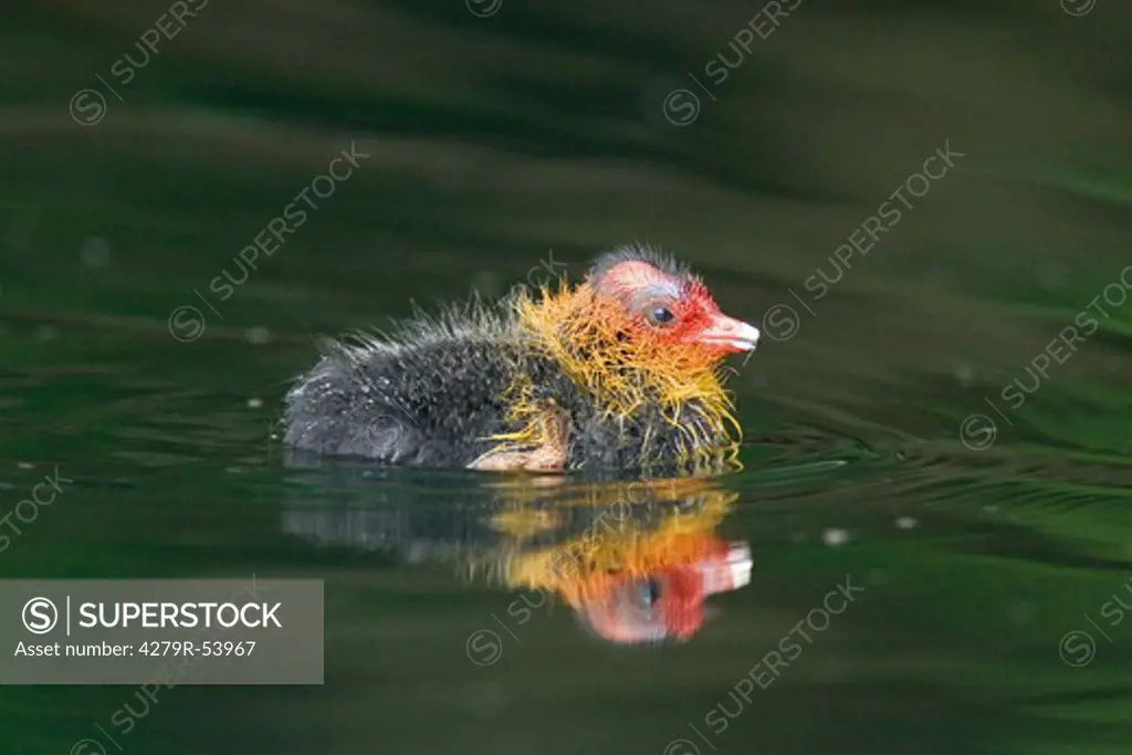 young coot - swimming , Fulica atra