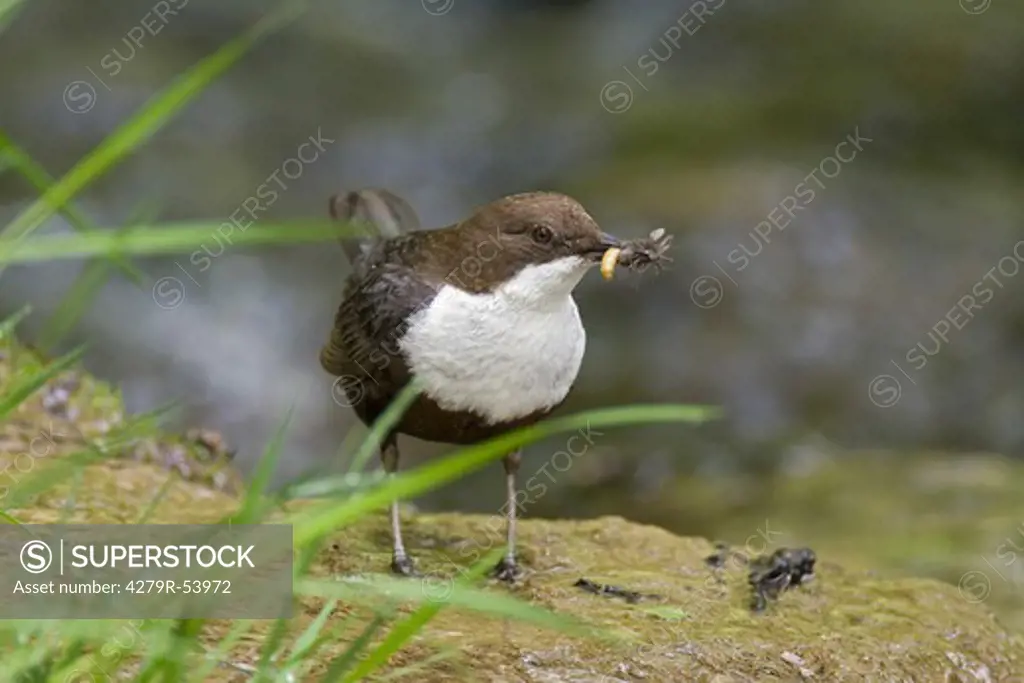 white-throated dipper with insect in peaker , Cinclus Cinclus