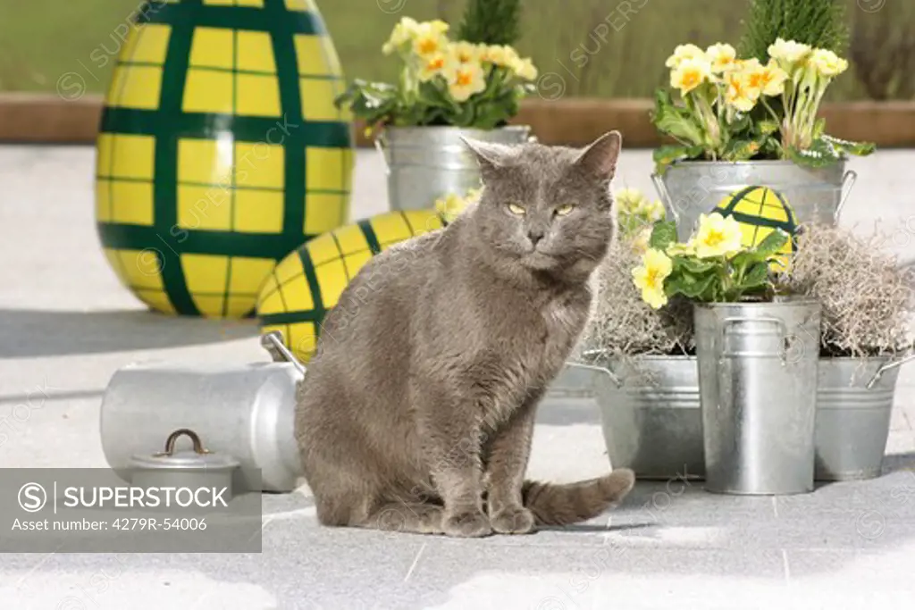 Carthusian cat in front of flowerpots