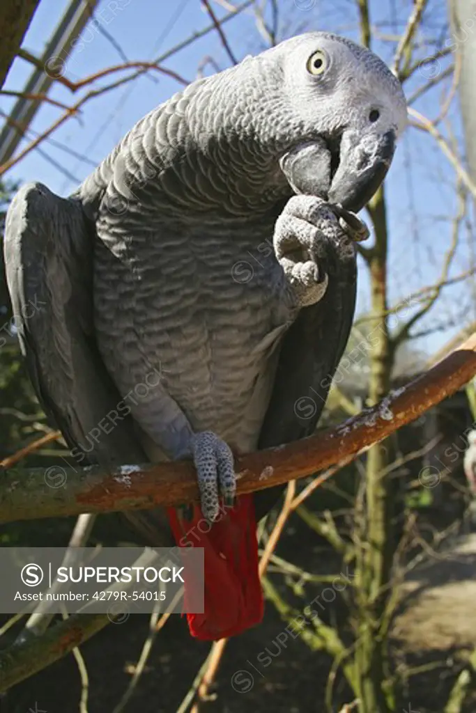African grey parrot on twig , Psittacus erithacus