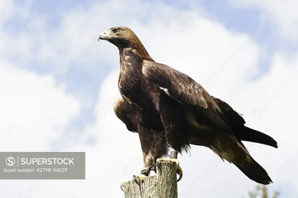 Golden eagle on stump , Aquila chrysaetos