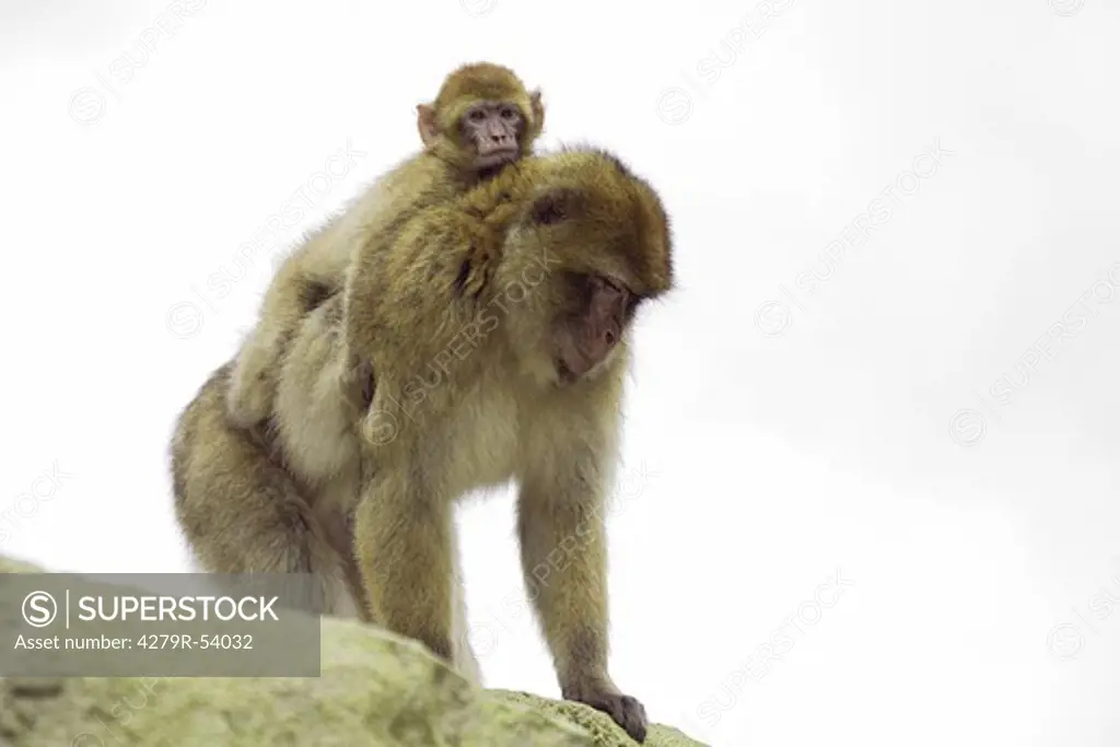 Barbary ape with cub , Macaca silvanus