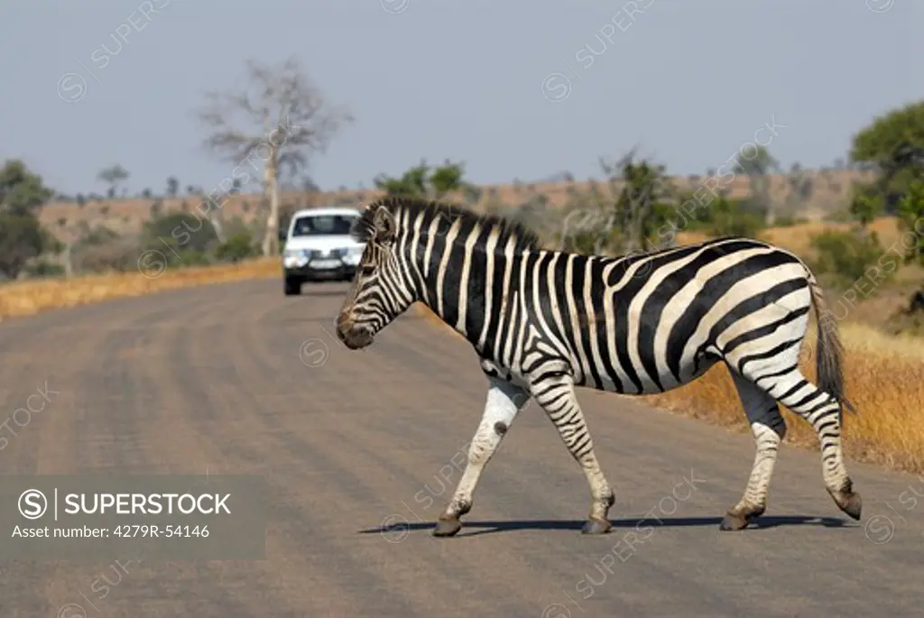 Burchell's zebra crossing a road , Equus Burchelli