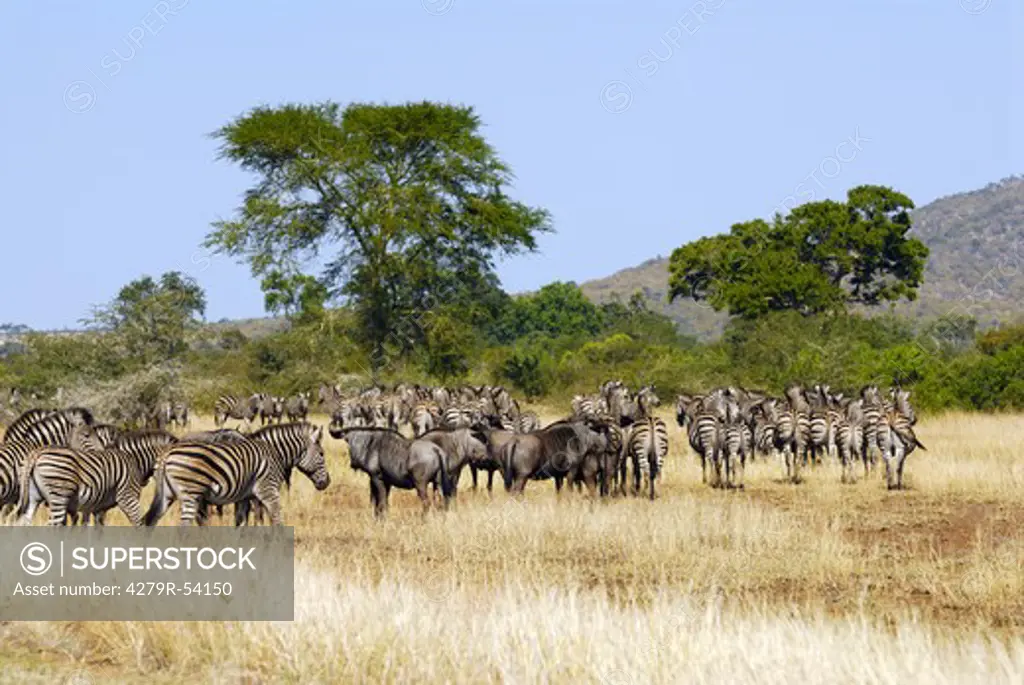 blue wildebeests and Burchell's zebras - herd