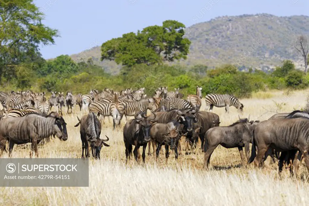 blue wildebeests and Burchell's zebras - herd