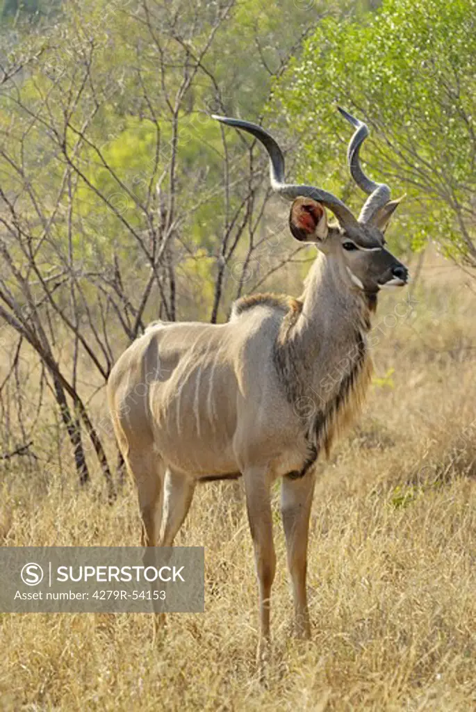 greater Kudu - standing , Tragelaphus strepsiceros