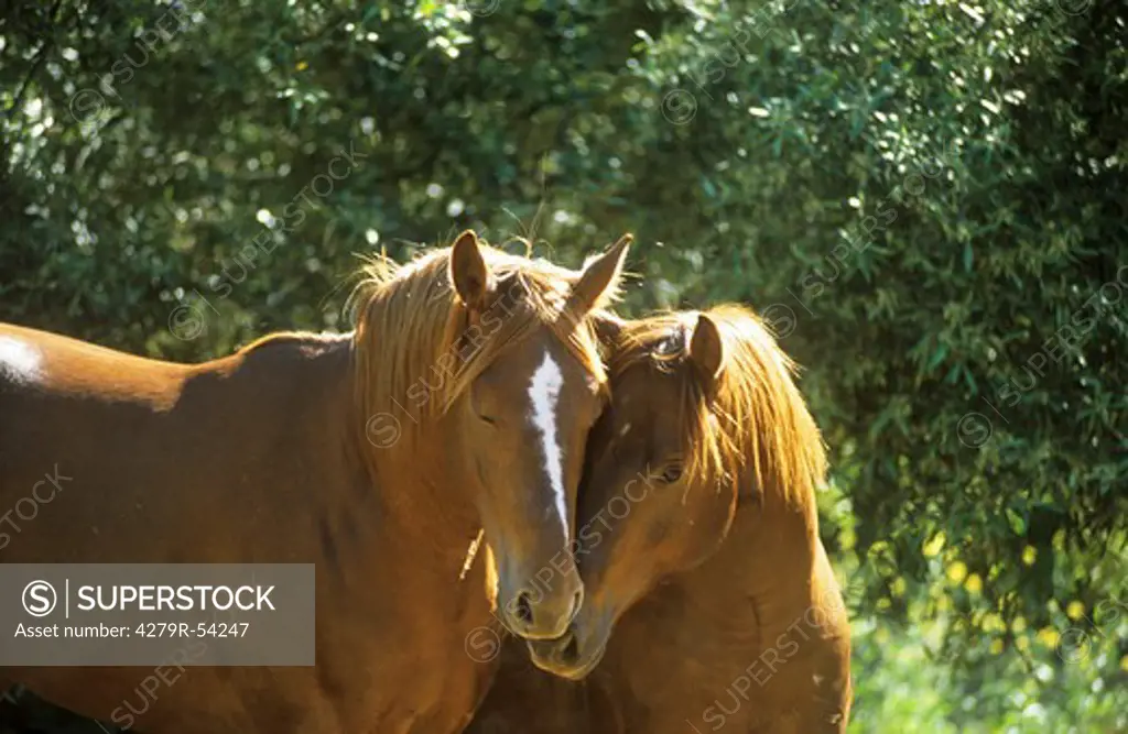 two quarter horses - portrait