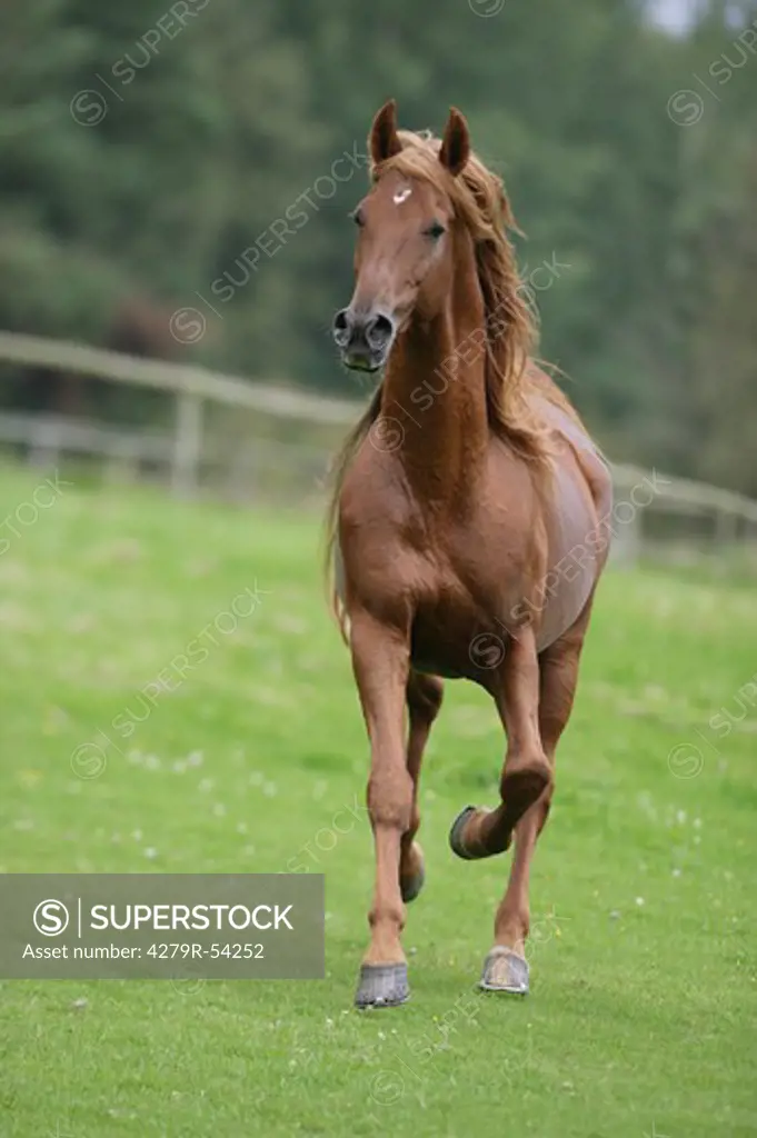 American Saddlebred - running on meadow