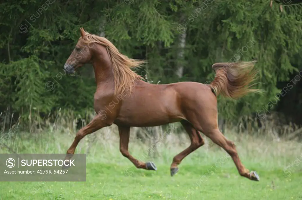 American Saddlebred - trotting on meadow