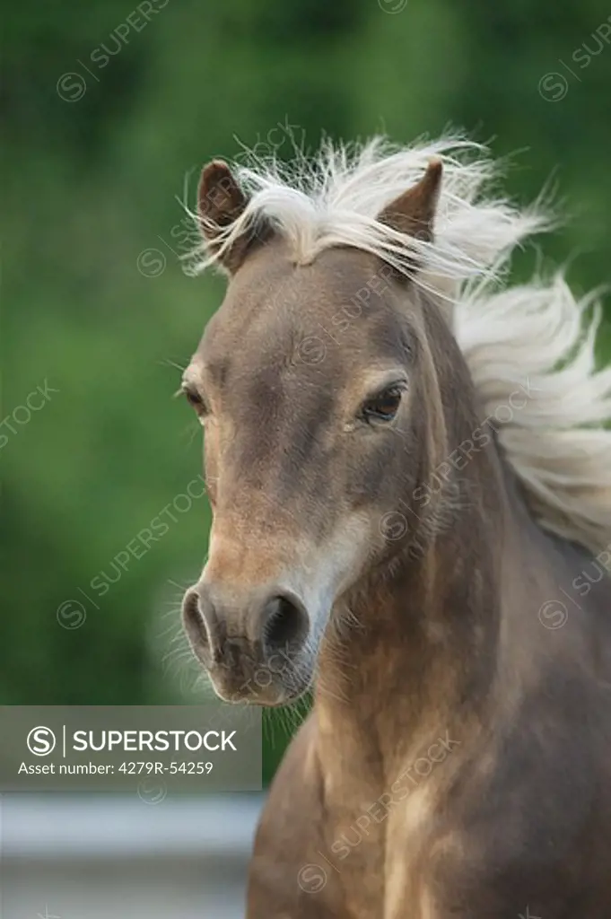 American Shetland pony - portrait