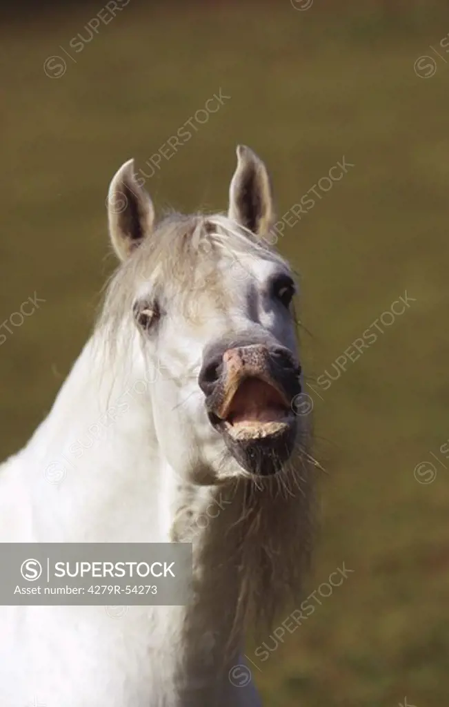 Andalusian horse - laughtering