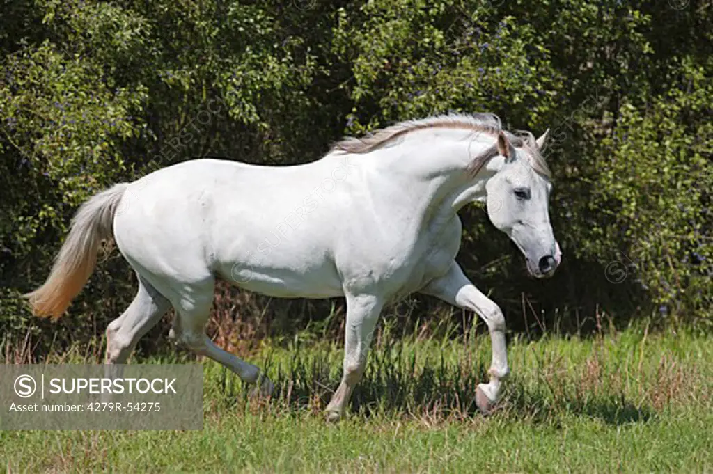 Andalusian horse - walking on meadow