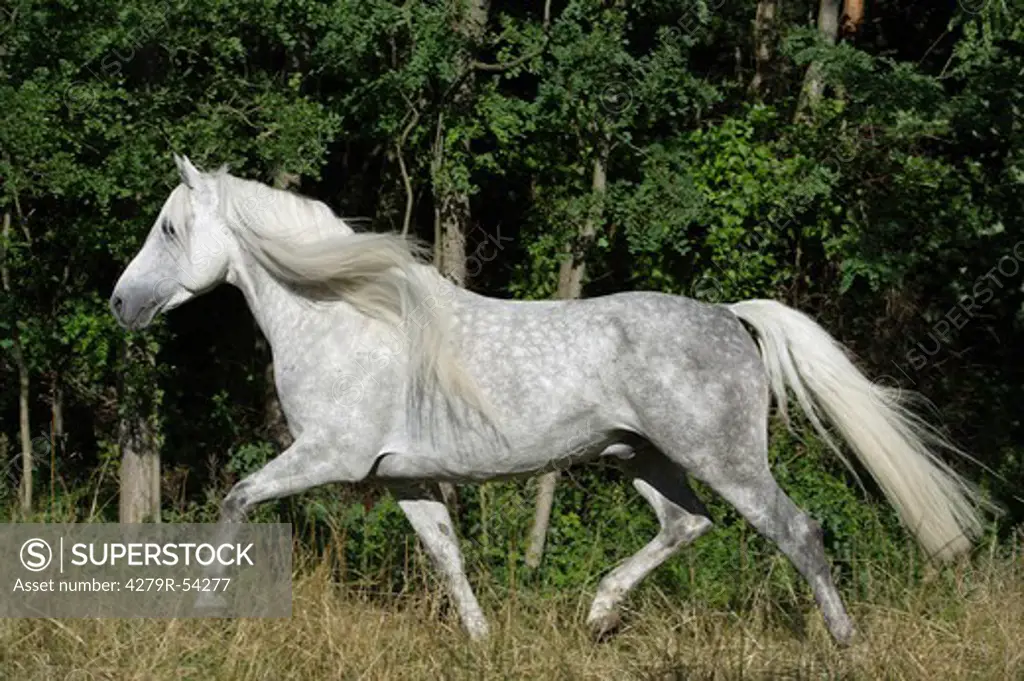Andalusian horse - trotting on meadow