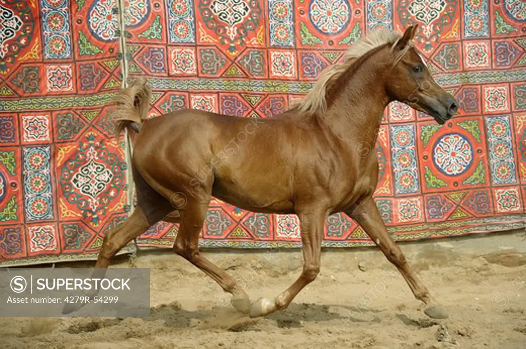 Asil Arabian horse - walking