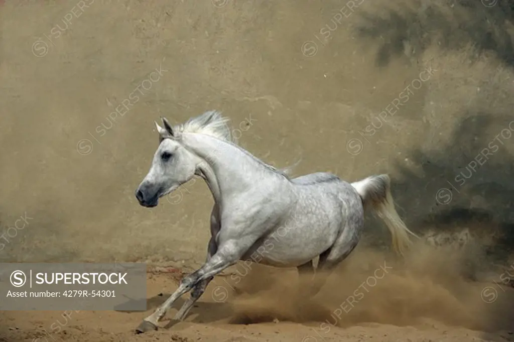 Asil Arabian horse - running in sand