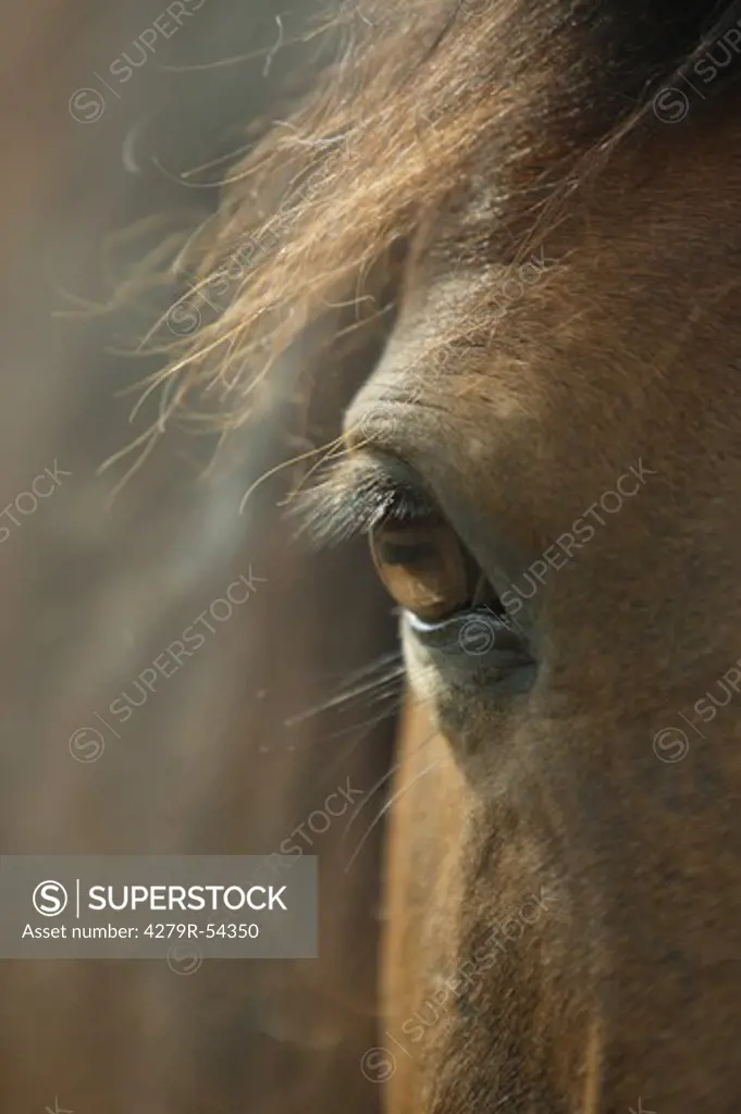 Anglo Arabian horse - eye