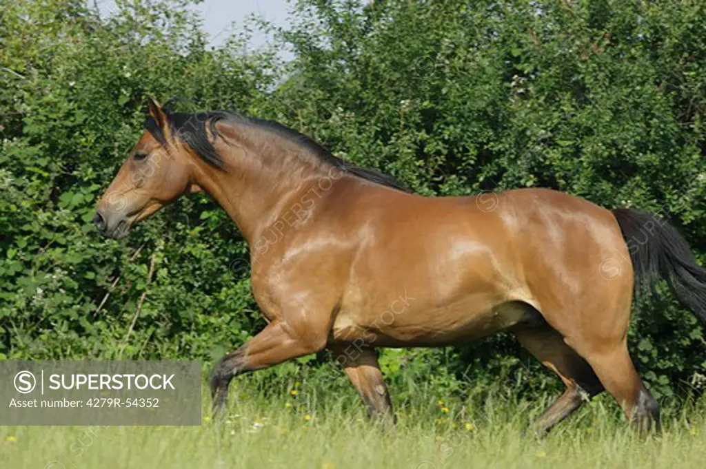 Anlgo Arabian horse - walking on meadow