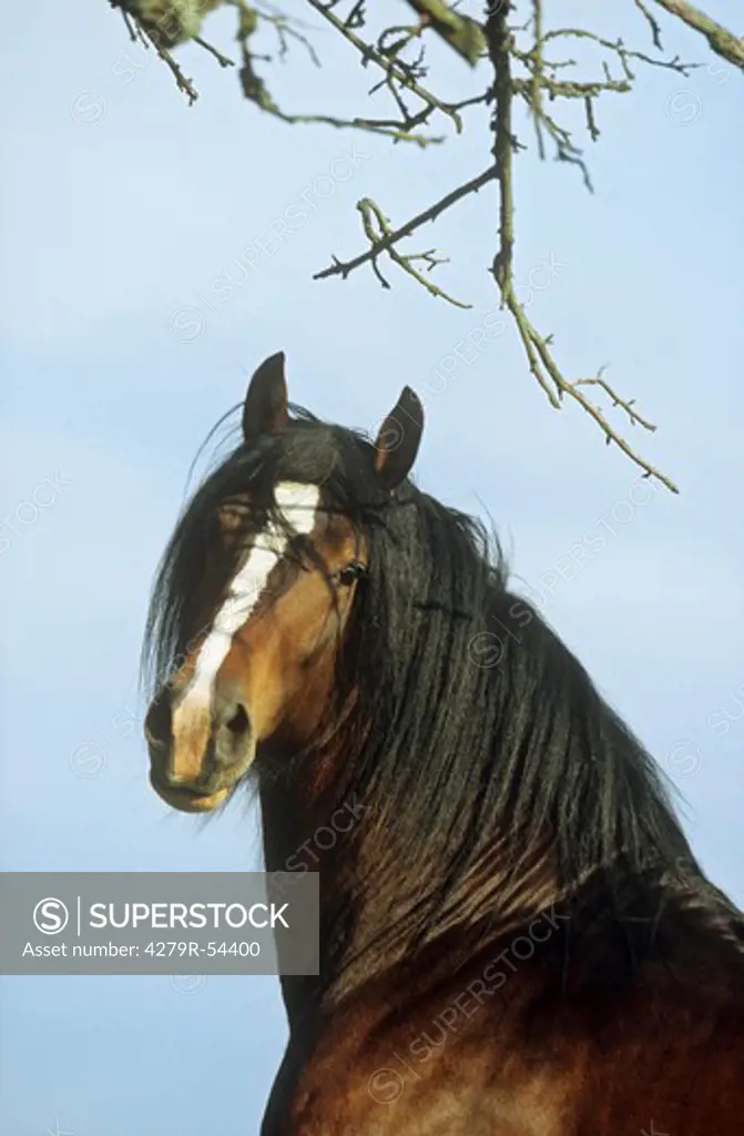 Shire Horse - portrait