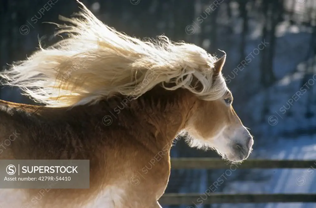 haflinger horse - portrait